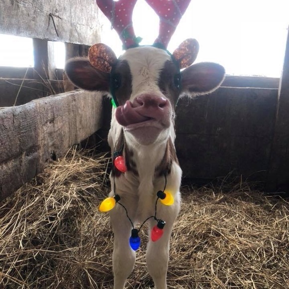 Meet your Posher, Cassidy - Picture 1 of 1